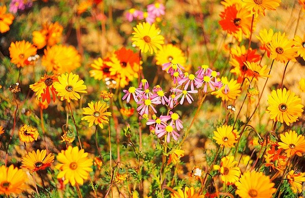 Đến châu Phi ngắm cảnh đẹp ngàn hoa cúc